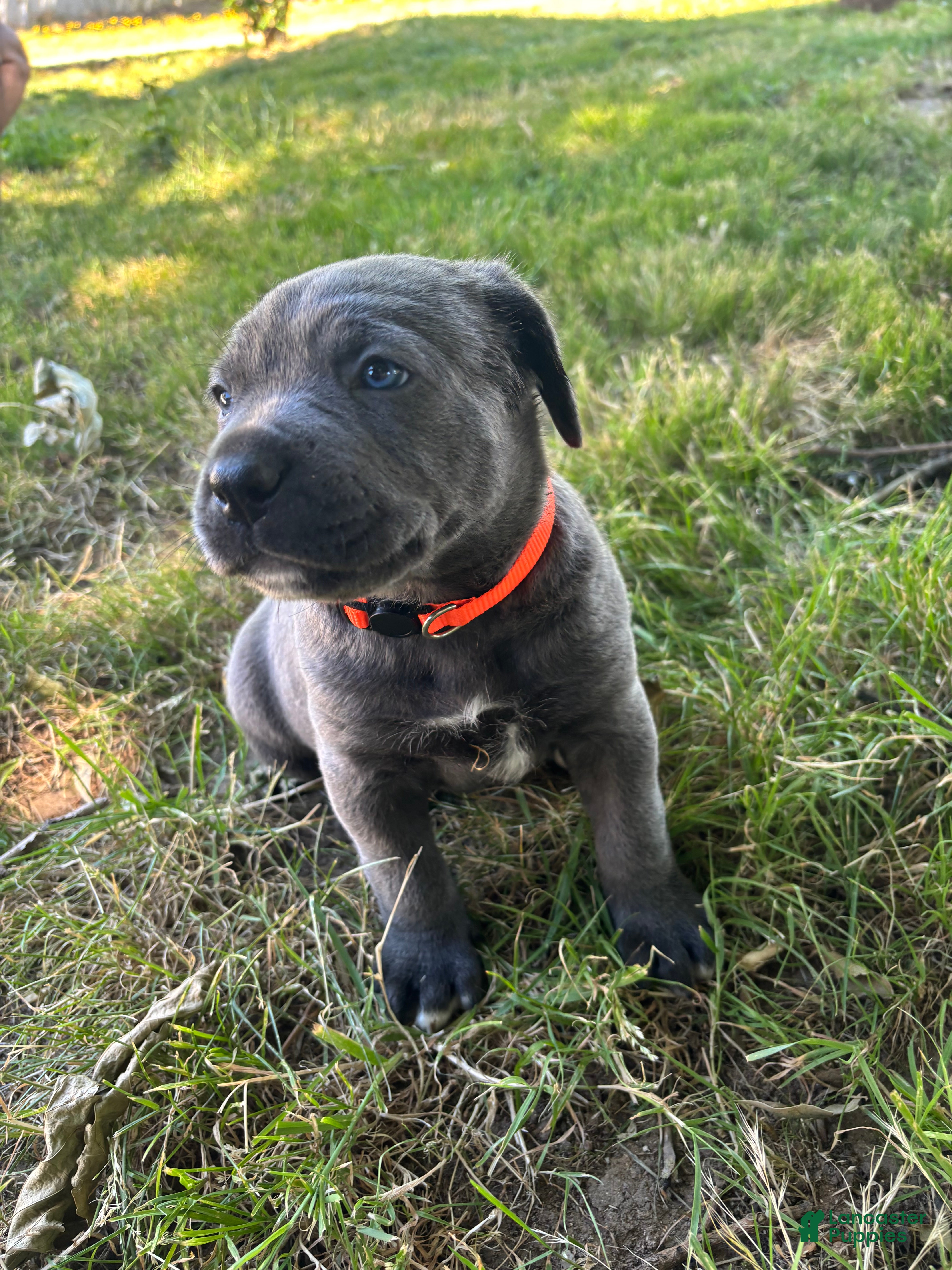 Cane Corso dogs Orange  - Ad 1