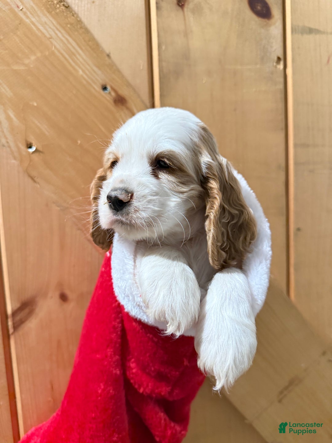 Cocker Spaniel dogs for sale: Doodle - Ad 2