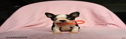 Boston Terrier dogs for sale: Tag - Ad 4