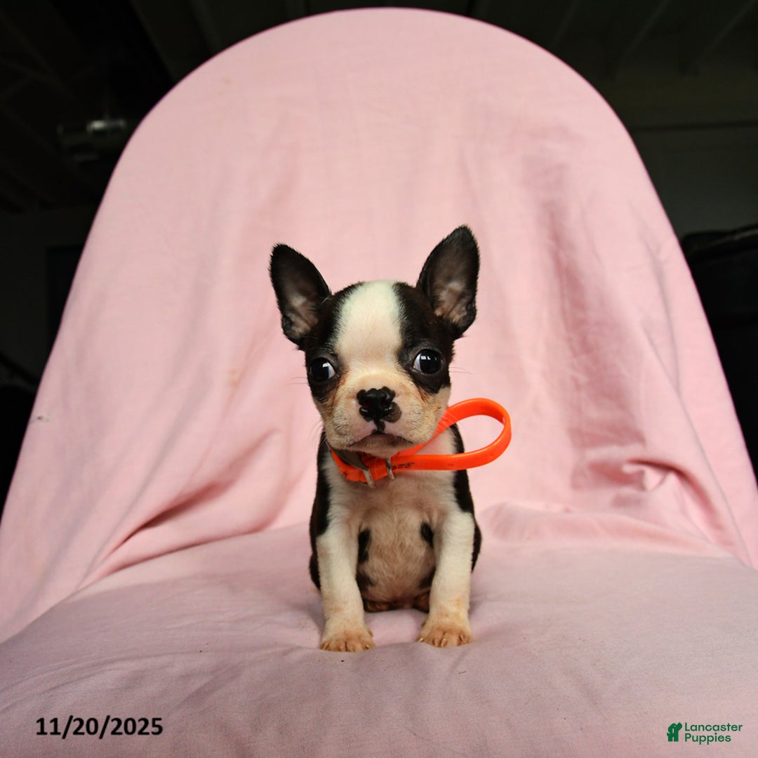Boston Terrier dogs for sale: Tag - Ad 4