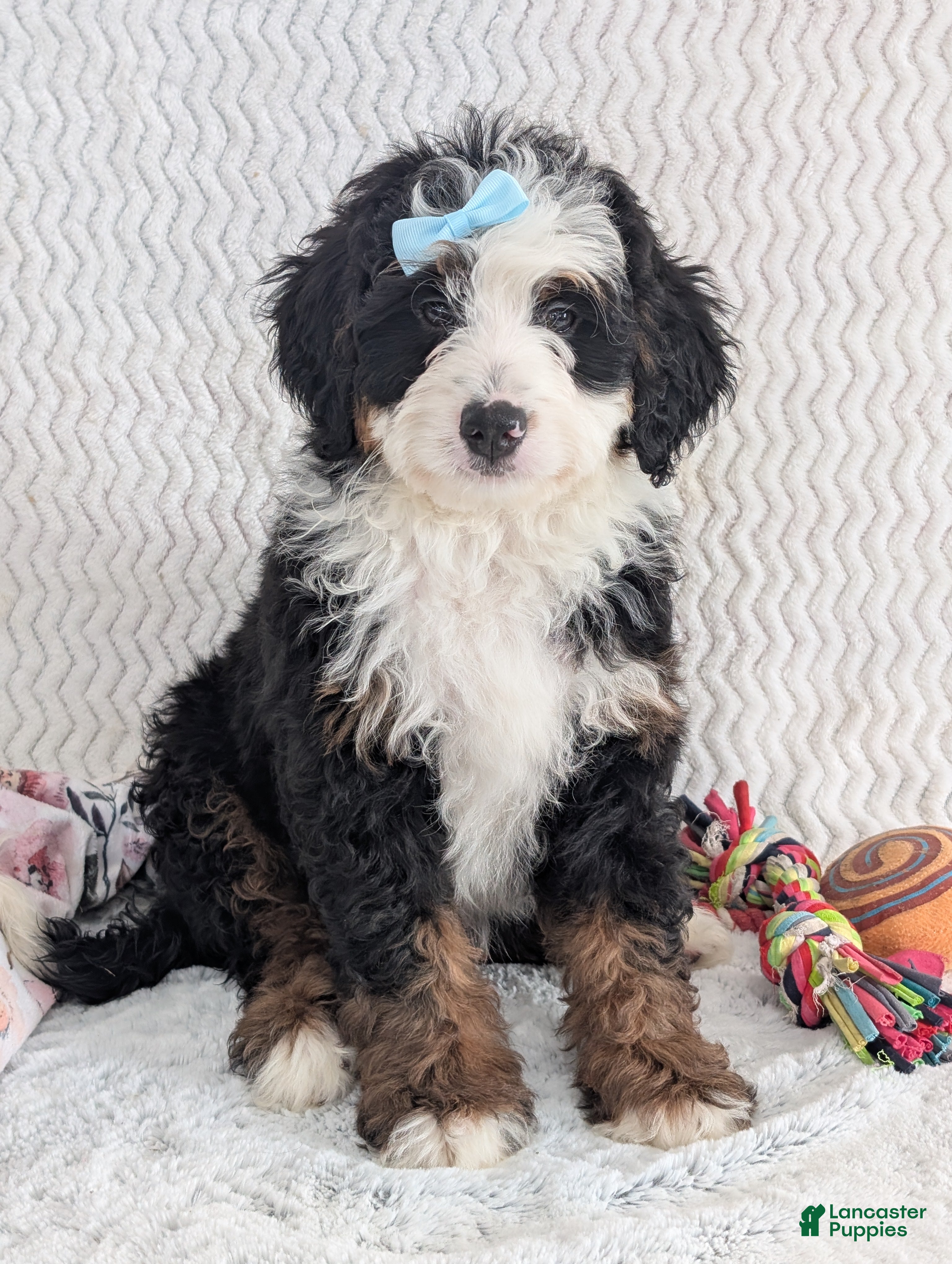 Mini Bernedoodle dogs Mini Jamie  - Ad 27