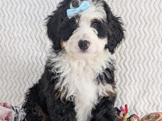 Mini Bernedoodle dogs Mini Jamie - Ad 9
