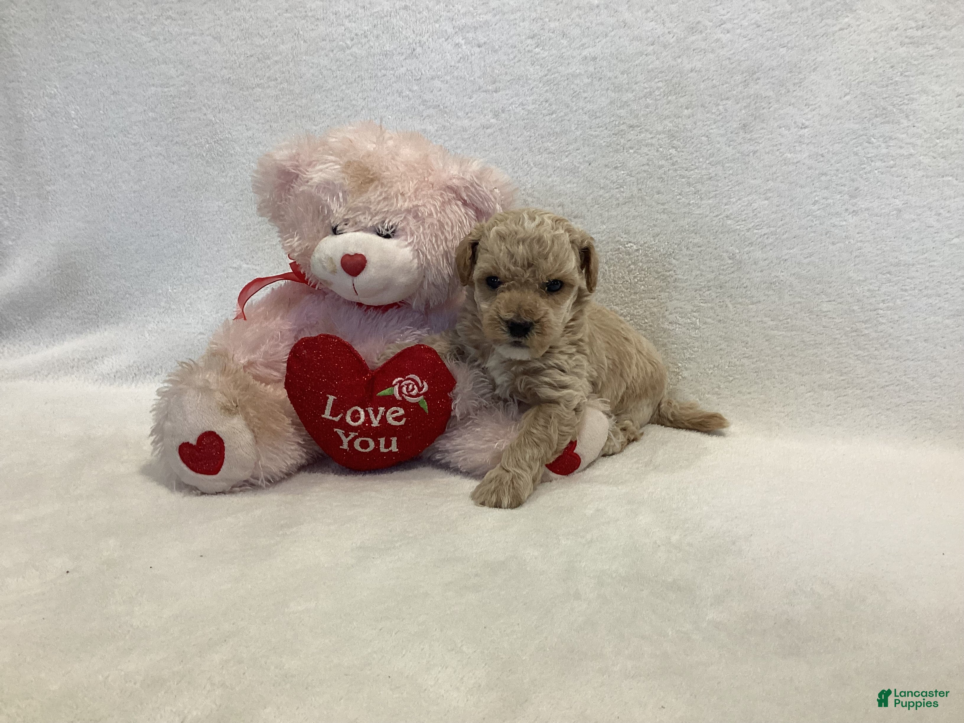 Maltipoo dogs Cody - Ad 28
