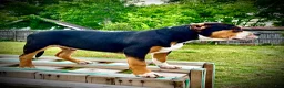 American Bully dogs for sale: American Bully Puppy 1 - Ad 25