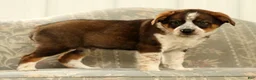 Australian Shepherd dogs for sale: Al - Ad 7