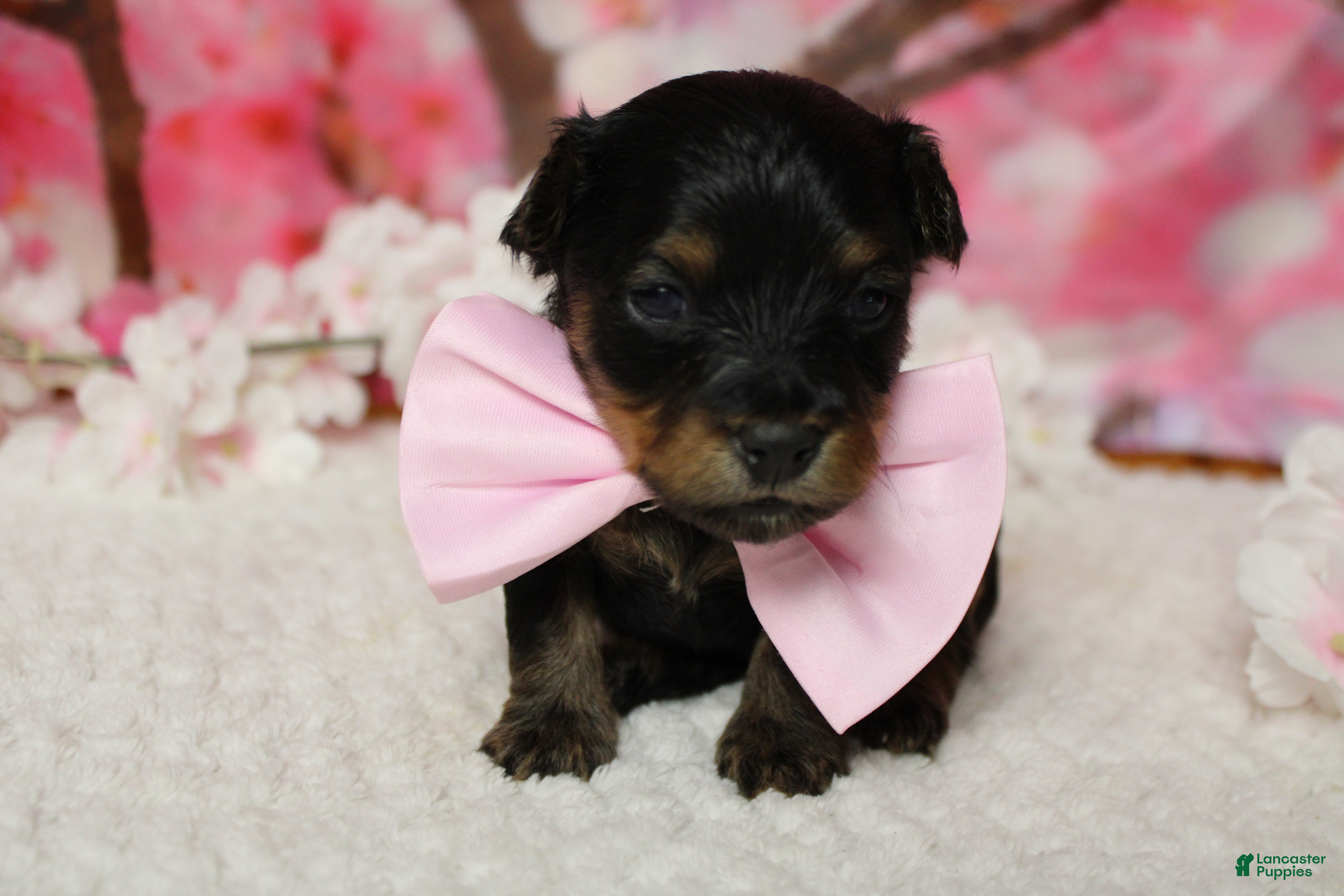 Yorkiepoo dogs Pedro  - Ad 2