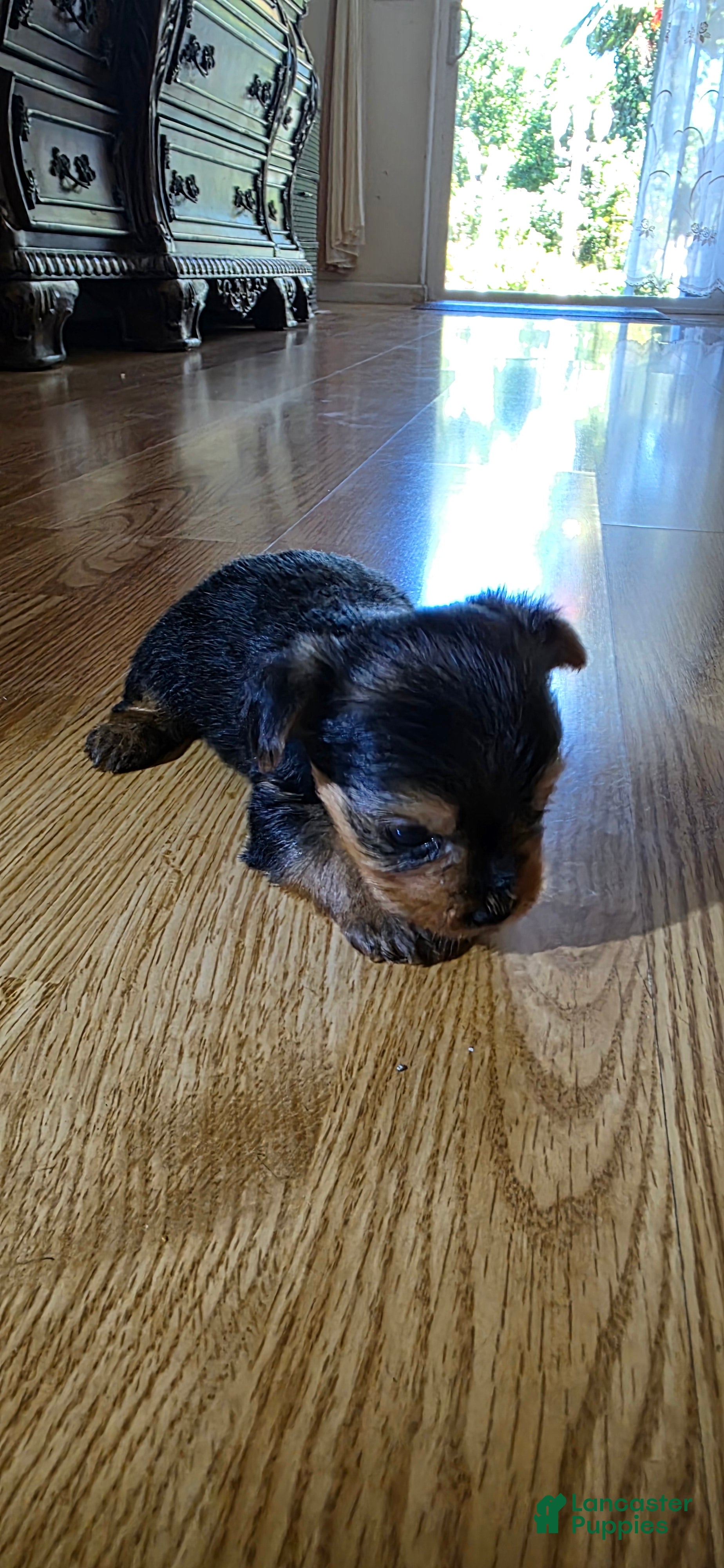 Yorkshire Terrier dogs Yorkshire Terrier 3 - Ad 24