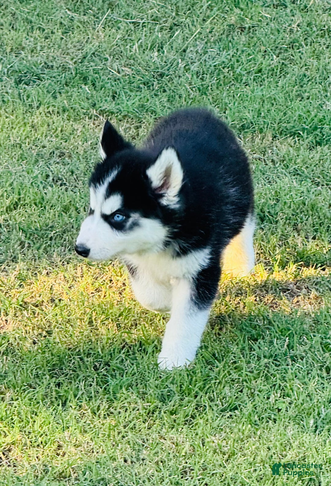 Siberian Husky dogs for sale: Siberian Husky Puppy 2 - Ad 8