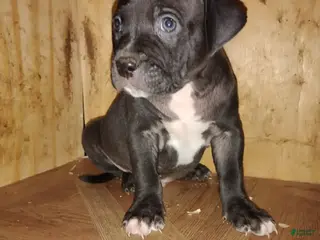 American Bully dogs American Bully Puppy 3 - Ad 35