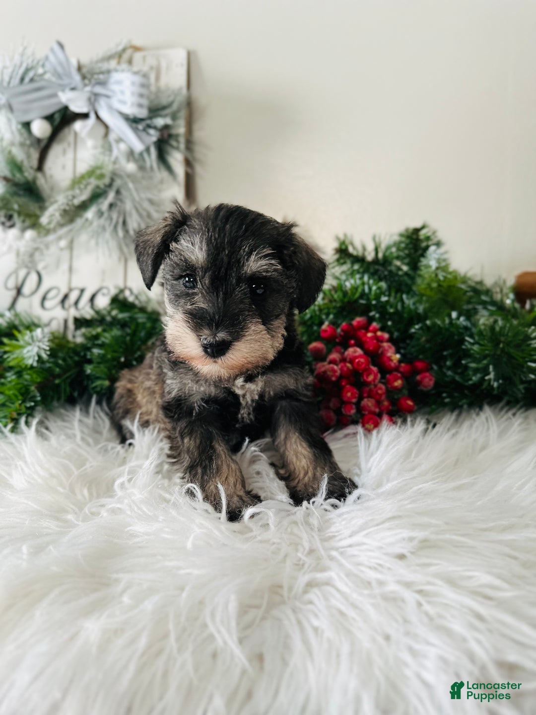 Miniature Schnauzer dogs for sale: Lyla - Ad 7