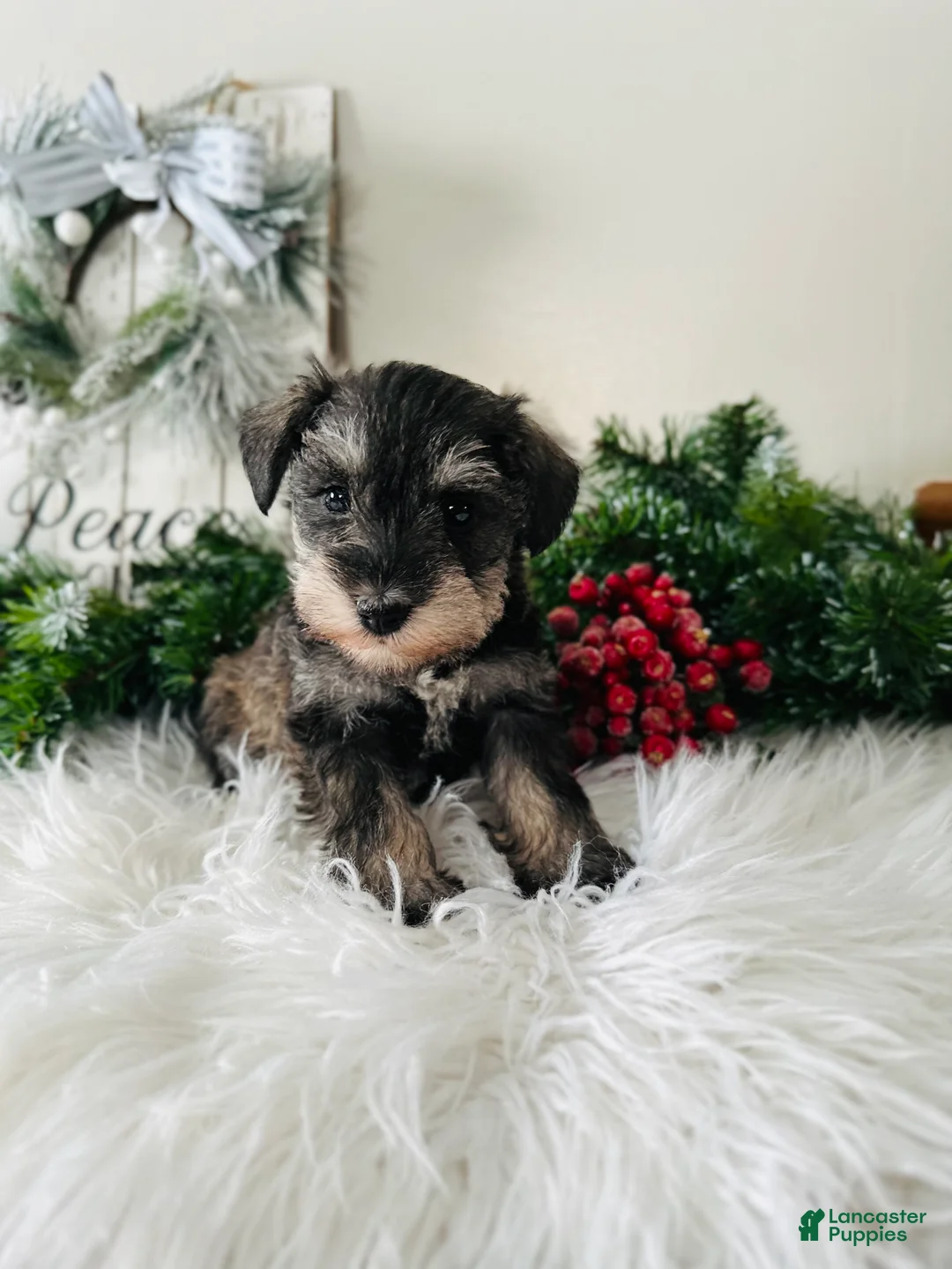 Miniature Schnauzer dogs for sale: Lyla - Ad 1