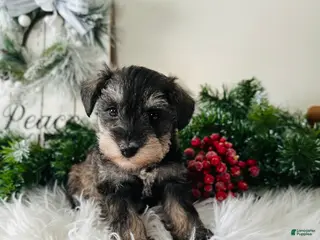 Miniature Schnauzer dogs Lyla - Ad 28