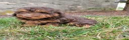 Toy Poodle dogs for sale: Benny - Ad 7
