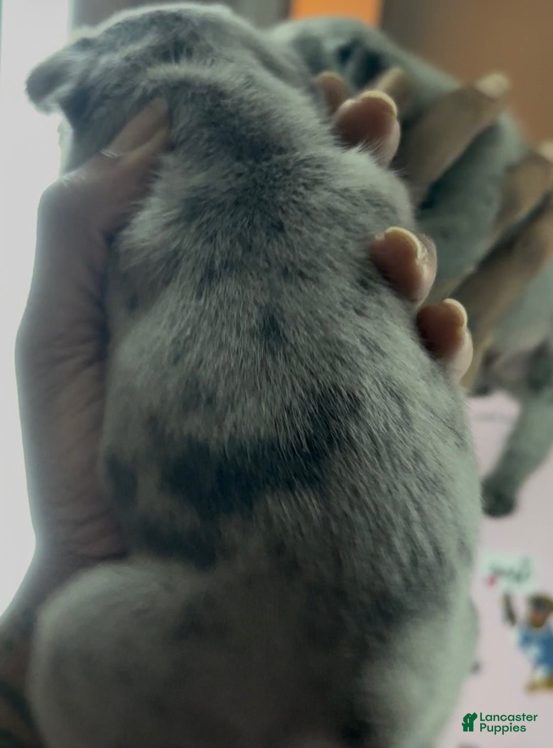 French Bulldog dogs for sale: French Bulldog Puppy 2 - Ad 5