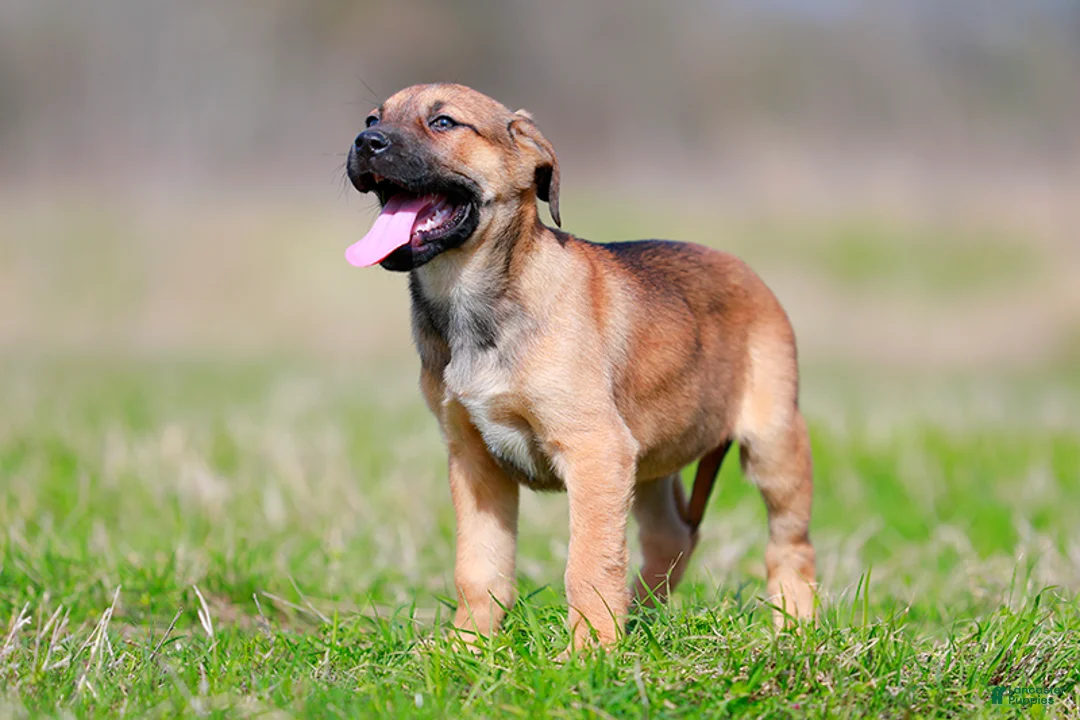 Mixed Breed dogs for sale: Falcon - European Doberdane - Ad 1