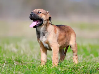 Mixed Breed dogs for sale: Falcon - European Doberdane - Ad 3