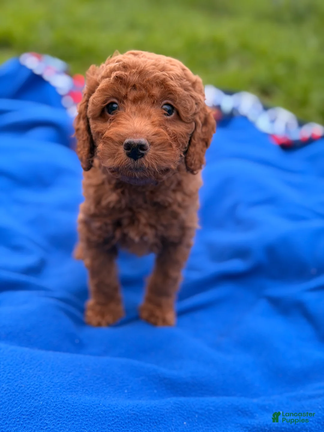 Mini Goldendoodle dogs for sale: Dasher - Ad 2