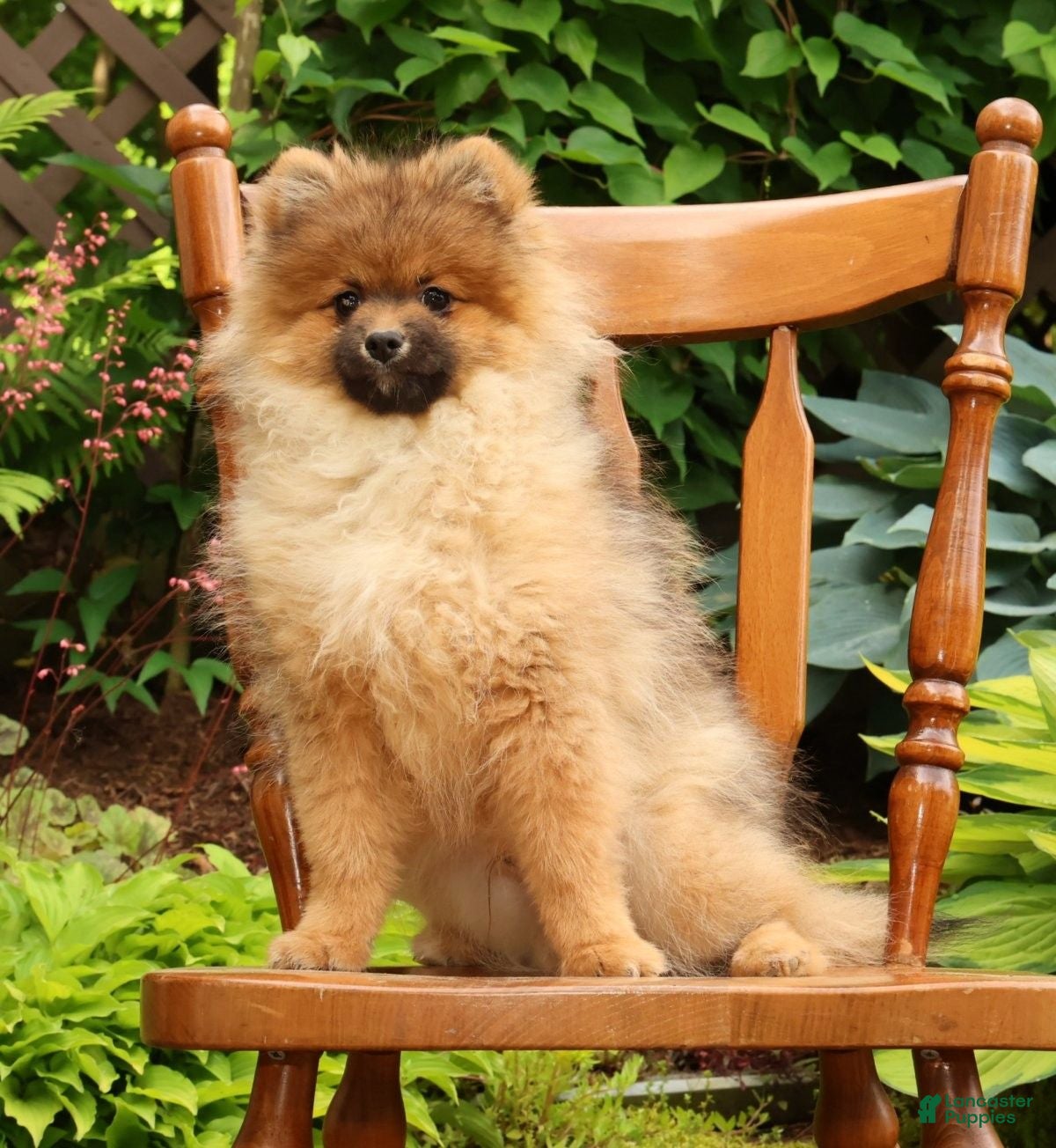 Pomeranian dogs Porter - Ad 1