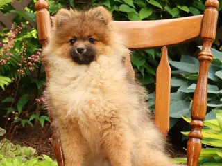 Pomeranian dogs for sale: Porter - Ad 2
