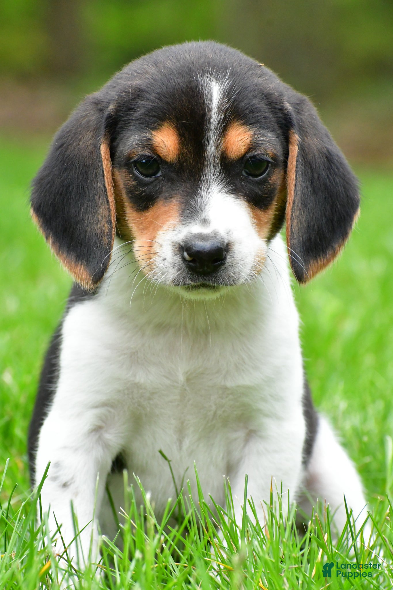 Beagle dogs for sale: Jasper - Ad 4