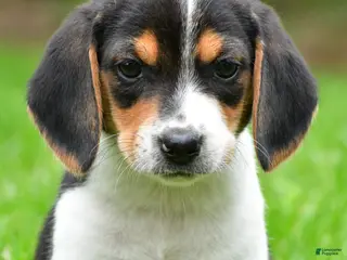 Beagle dogs for sale: Jasper - Ad 4