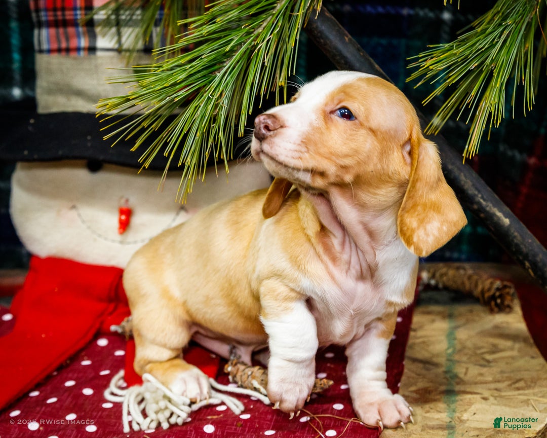 Miniature Dachshund dogs for sale: Sailor - Ad 5