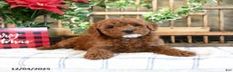 Mini Goldendoodle dogs for sale: Fawn  - Ad 2