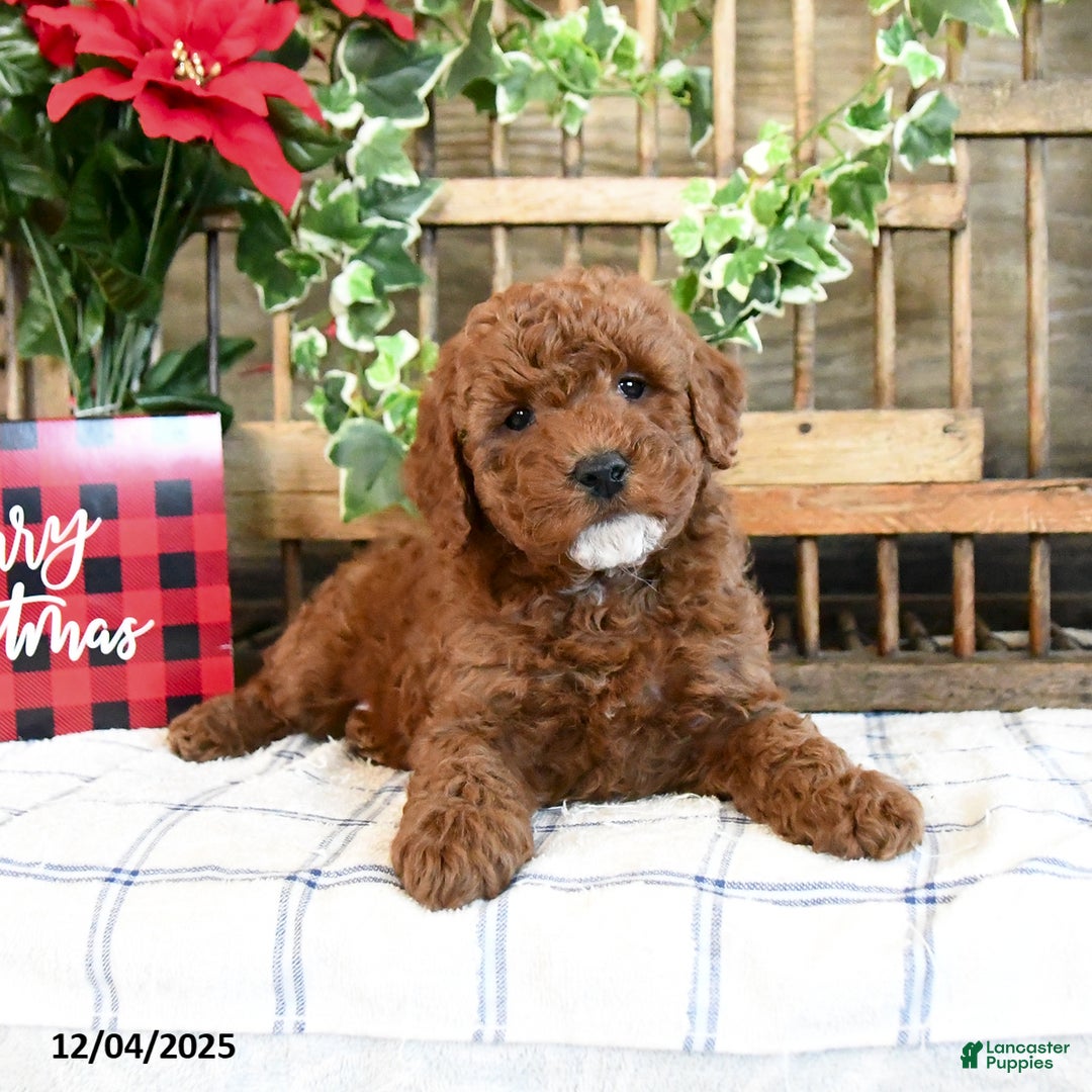 Mini Goldendoodle dogs for sale: Fawn  - Ad 2