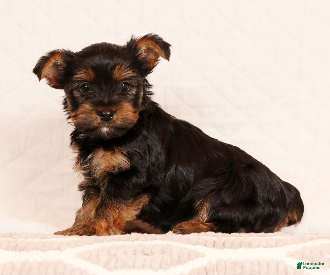 Yorkshire Terrier dogs for sale: Chocolate - Ad 3