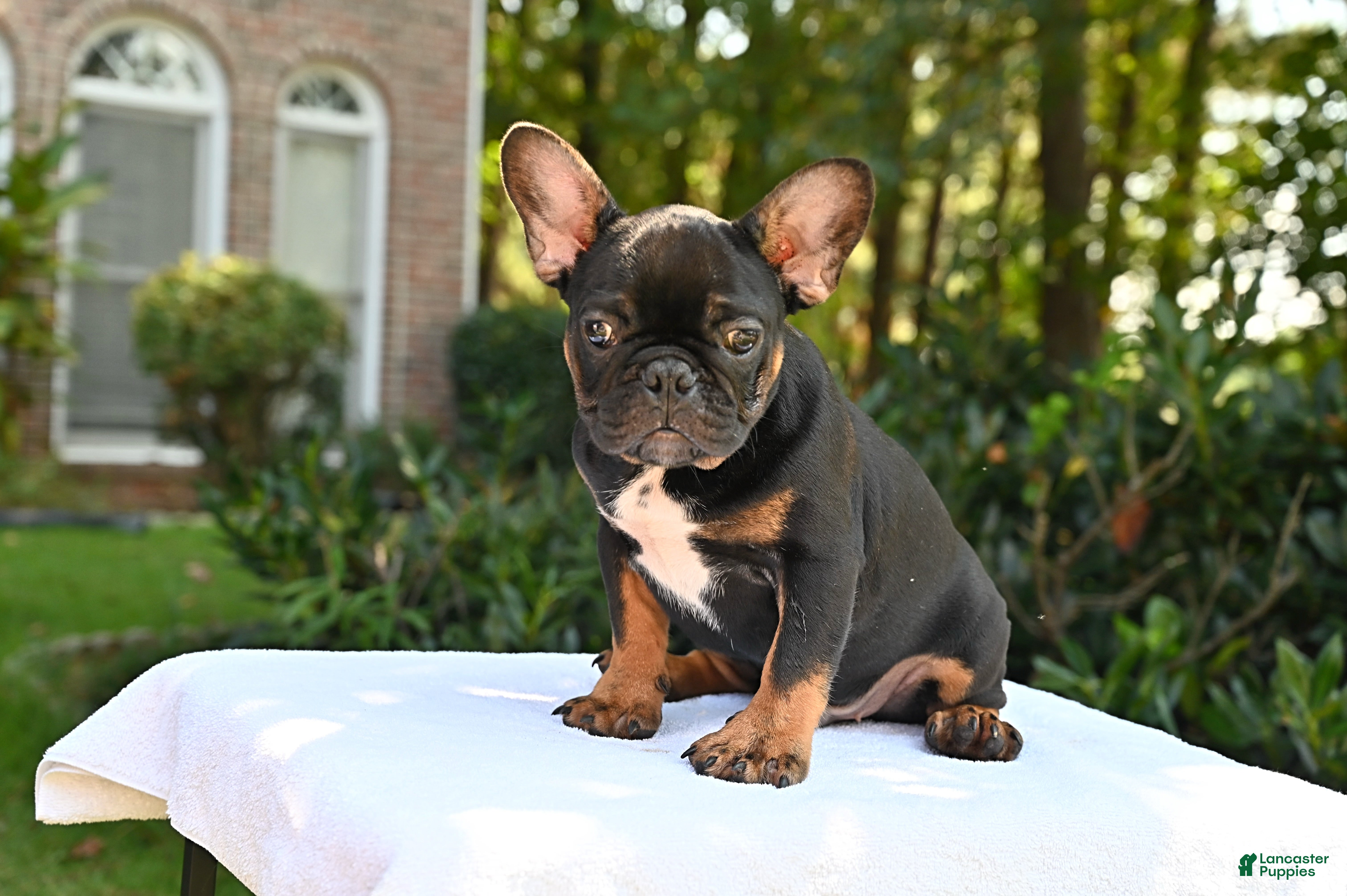 French Bulldog dogs Isaiah - Ad 1
