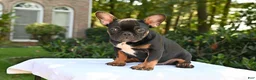 French Bulldog dogs for sale: Isaiah - Ad 3