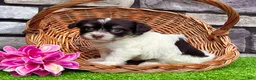 Havanese dogs for sale: Carla - Ad 4