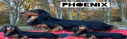 Miniature Dachshund dogs for sale: AKC Russian lh - Ad 12