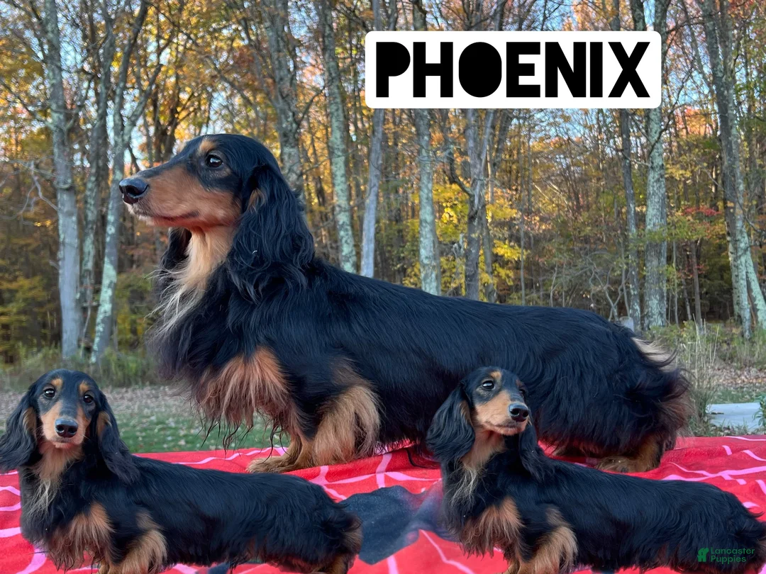 Miniature Dachshund dogs for sale: AKC Russian lh - Ad 12