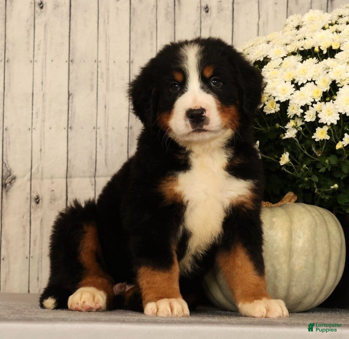Bernese Mountain Dog dogs Hitch - Ad 1