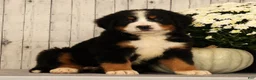 Bernese Mountain Dog dogs for sale: Hitch - Ad 1