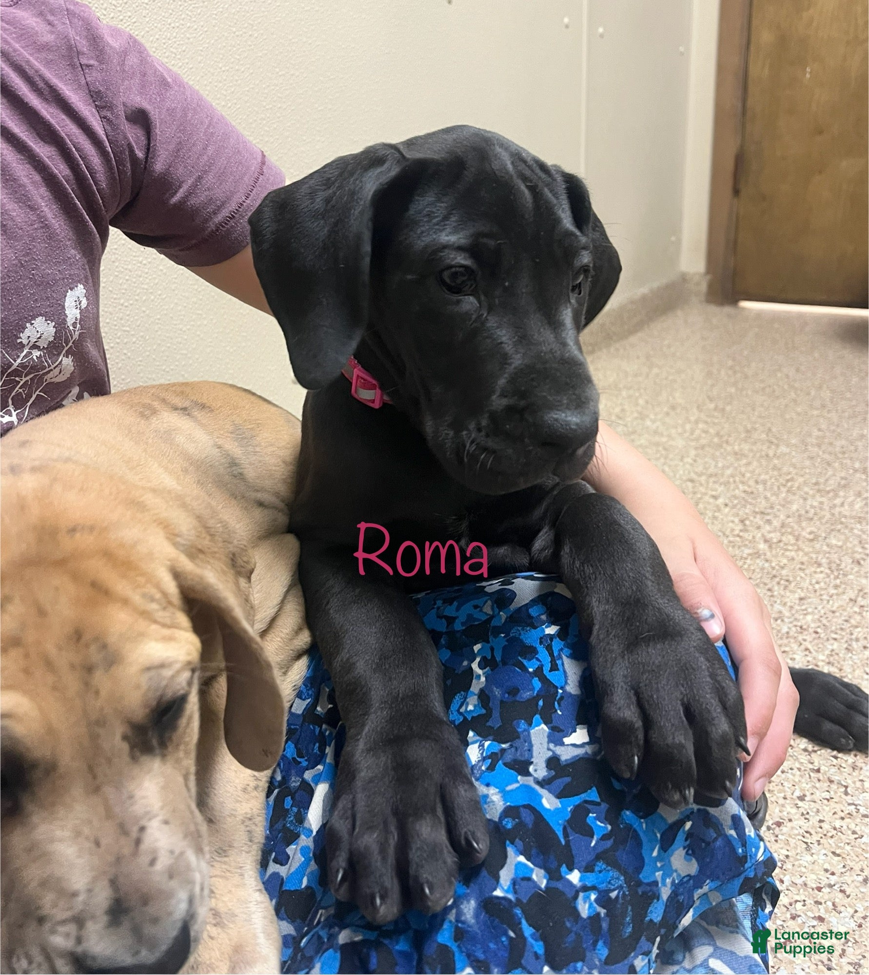 Great Dane dogs Roma - Ad 2