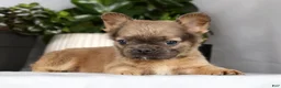 French Bulldog dogs for sale: Nina - Ad 4