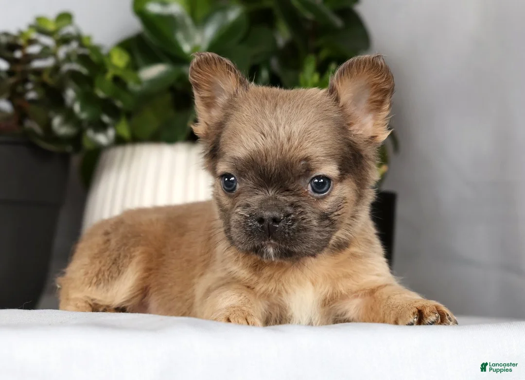 French Bulldog dogs for sale: Nina - Ad 4
