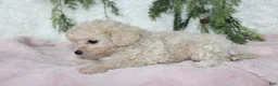 Bichpoo dogs for sale: Bichpoo 6 - Ad 3