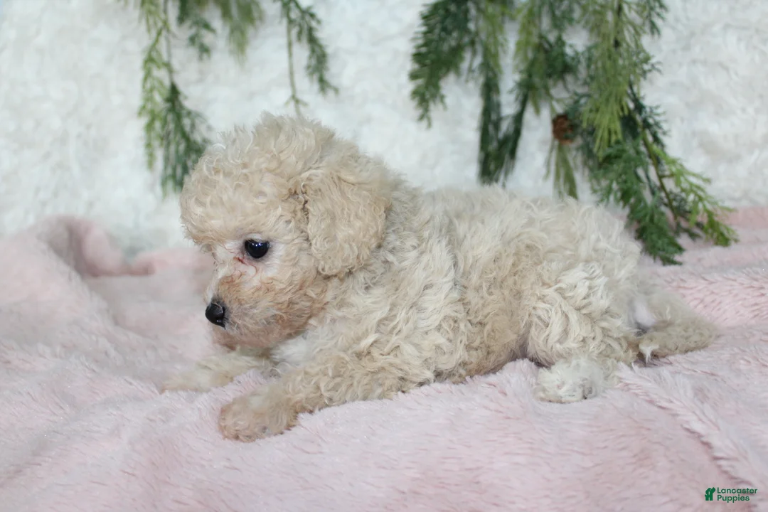 Bichpoo dogs for sale: Bichpoo 6 - Ad 3