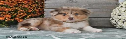 Australian Shepherd dogs for sale: Jasper - Ad 3