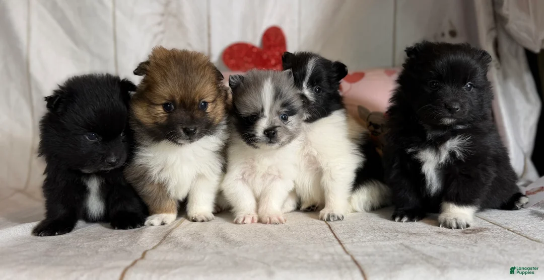 Pomeranian dogs for sale: Teddy - Ad 5