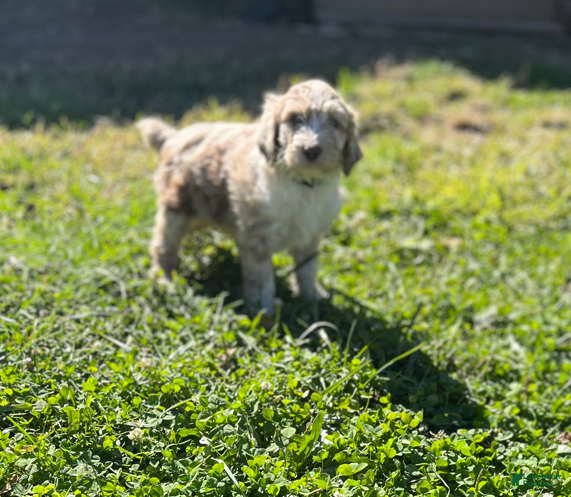 Aussiedoodle dogs for sale: Tabo - light blue - Ad 2