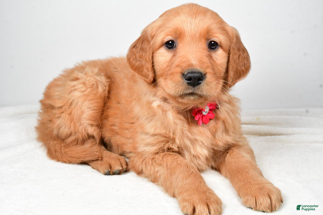 Golden Retriever dogs for sale: Karma - Ad 1