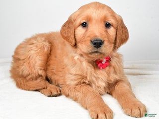 Golden Retriever dogs Karma - Ad 20