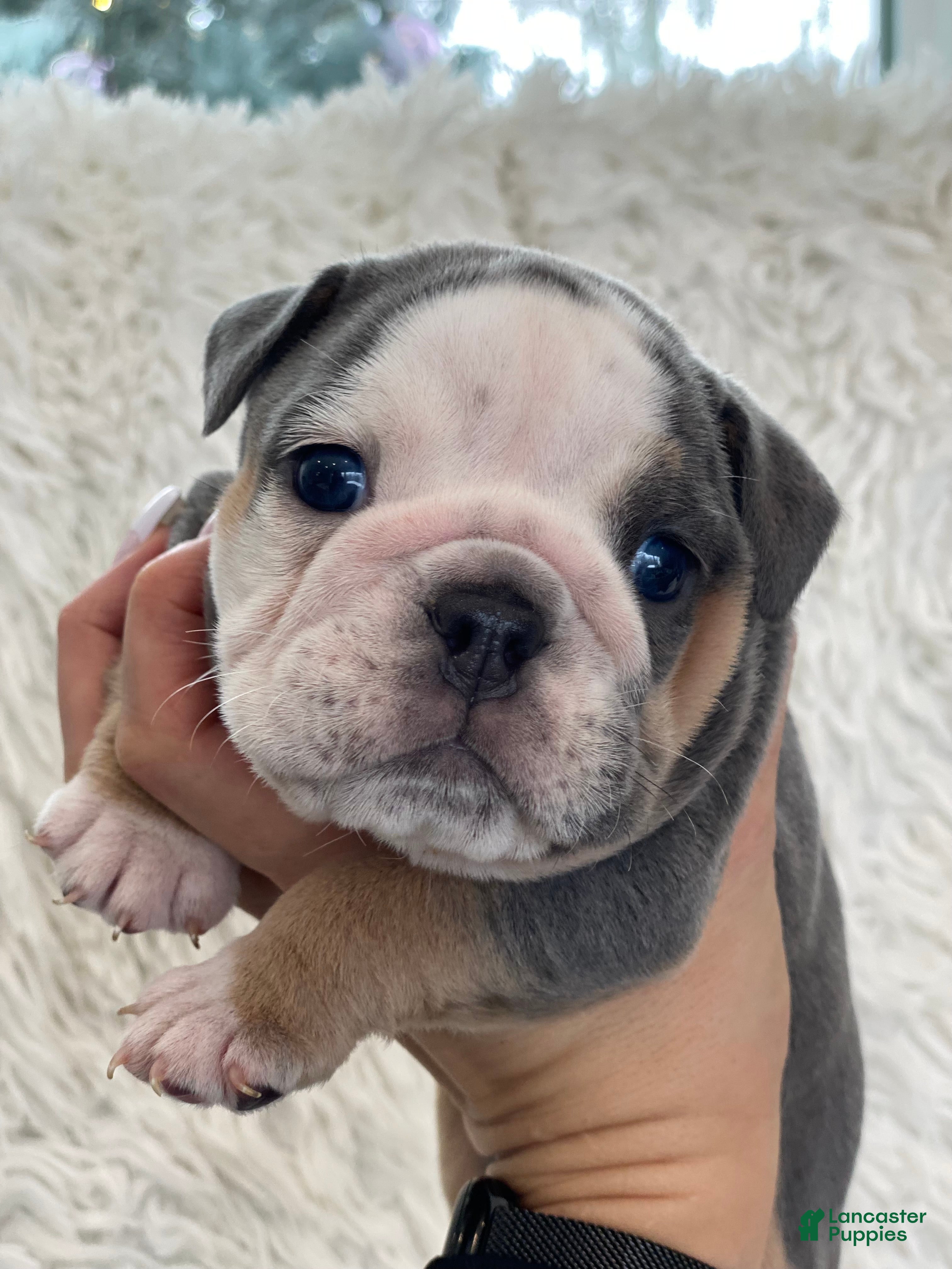 English Bulldog dogs Chloe - Ad 21