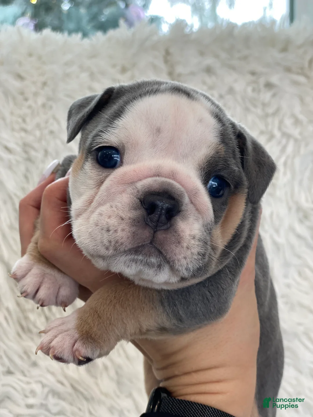 English Bulldog dogs for sale: Chloe - Ad 2