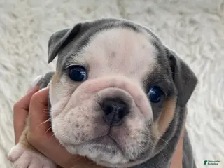 English Bulldog dogs Chloe - Ad 21