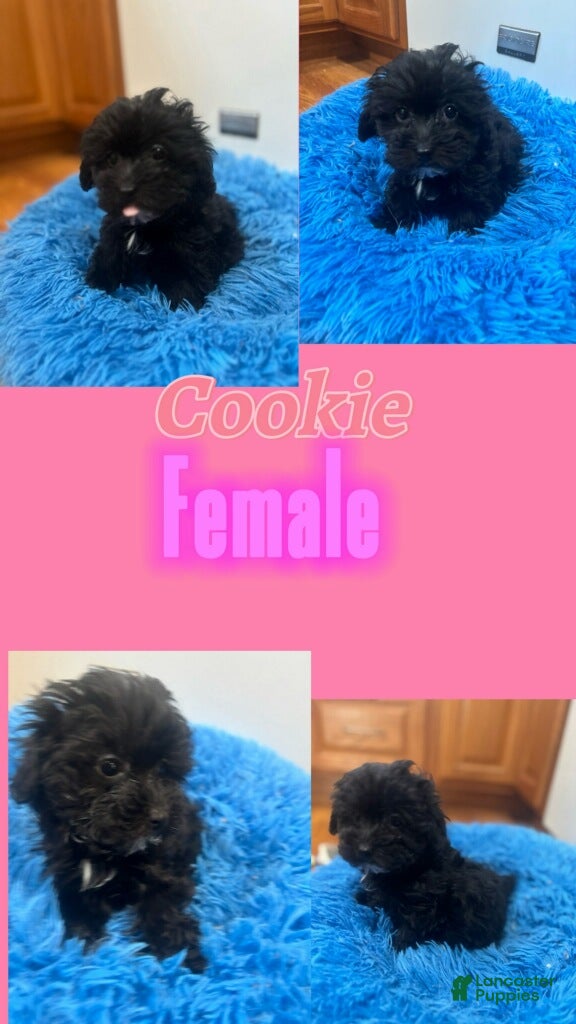 Mixed Breed dogs Cookie - Ad 29